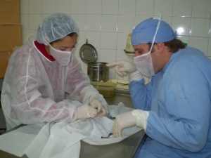 Envío de Veterinarios a Argentina Almirante Brown