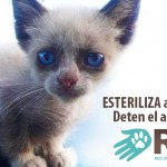 Permalink to Jornada de Esterilización Pro Fondos RAC Sebucán. Miércoles 22 de Febrero. Gaticos 2