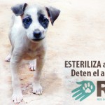Deten el abandono perrita