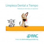 Permalink to Limpieza Dental para tu Mascota en El ATENEO de EL HATILLO, Sábado 27 de Abril 375797_632879270060055_1411648520_n