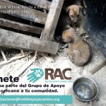 Permalink to JORNADA DE ESTERILIZACION RAC HIGUEROTE, Sábado 18 de mayo de 2013 375046_643773008970681_1311975460_n