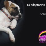 Permalink to JORNADA de ESTERILIZACIÓN RAC – YMCA San Bernardino, Domingo 23 de junio 969629_652643101417005_843285476_n