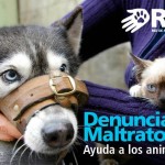 Permalink to JORNADA de ESTERILIZACIÓN CATIA, Domingo 9 de Junio 960132_653360588011923_1116374900_n